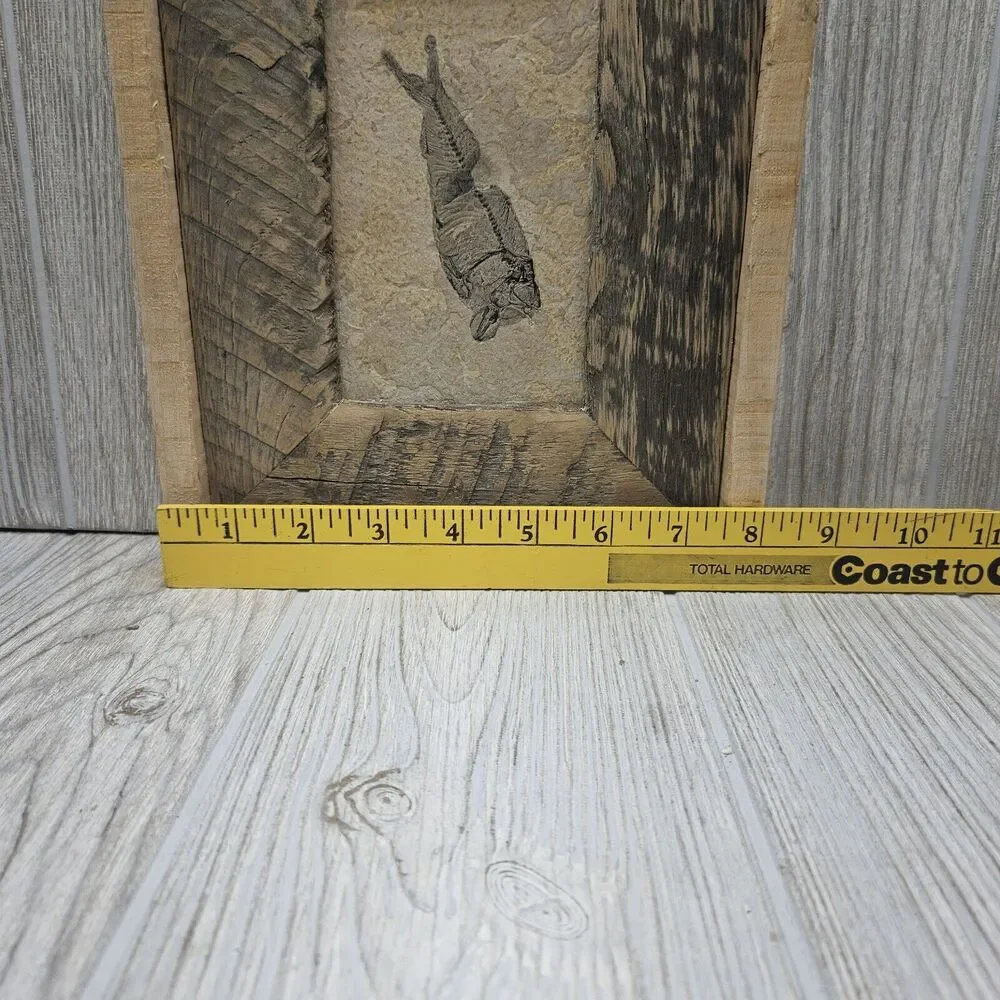 Knightia Fossil Fish Fossil In‎ Hand Made Reclaimed Wooden Frame 10